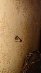 Aglais urticae urticae