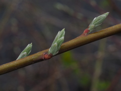 Salix acutifolia