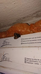 Aglais urticae urticae