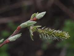 Salix acutifolia