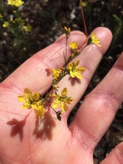 Hesperolinon breweri