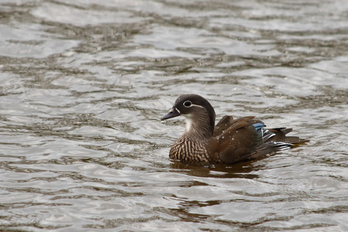Pato mandarín (Aix galericulata)