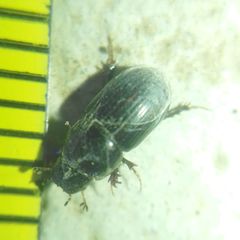 Aphodius