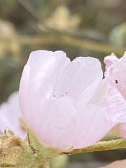 Sphaeralcea fulva