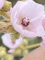 Sphaeralcea fulva