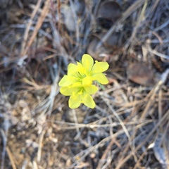 Hesperolinon breweri