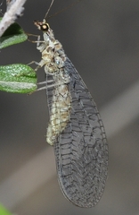 Pseudomallada venosus