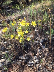 Hesperolinon breweri