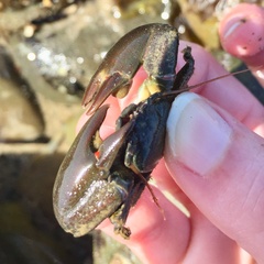 Petrolisthes cabrilloi