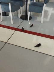 Passer domesticus