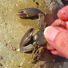 Petrolisthes cabrilloi