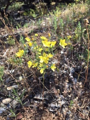 Hesperolinon breweri