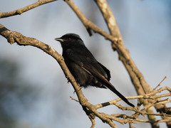 Dicrurus adsimilis fugax