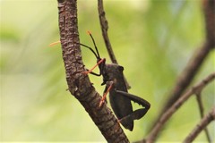 Acanthocephala thomasi