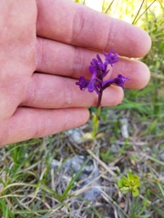 Anacamptis