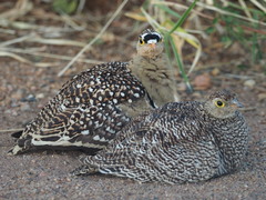 Pterocles bicinctus multicolor