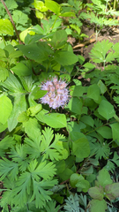 Hydrophyllum capitatum