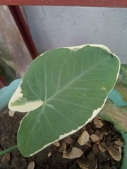 Caladium