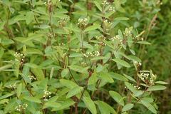 Apocynum × floribundum