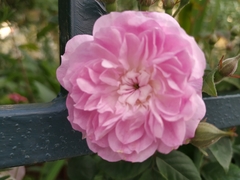 Floribunda