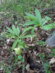 Helleborus odorus