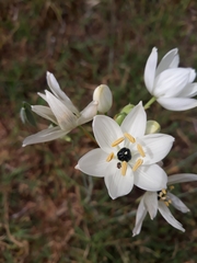 Ornithogalum arabicum