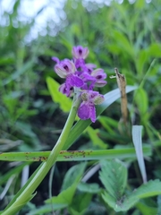 Anacamptis morio