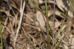Coreopsis nudata image