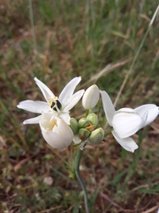 Ornithogalum arabicum
