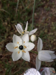 Ornithogalum arabicum