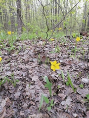 Tulipa sylvestris australis
