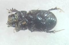 Aphodius