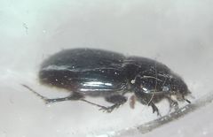 Aphodius
