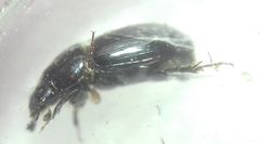 Aphodius
