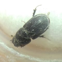 Aphodius