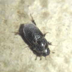 Aphodius