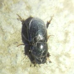 Aphodius