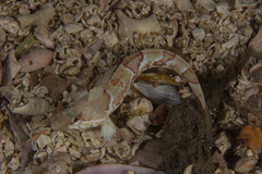 Pavoclinus smalei
