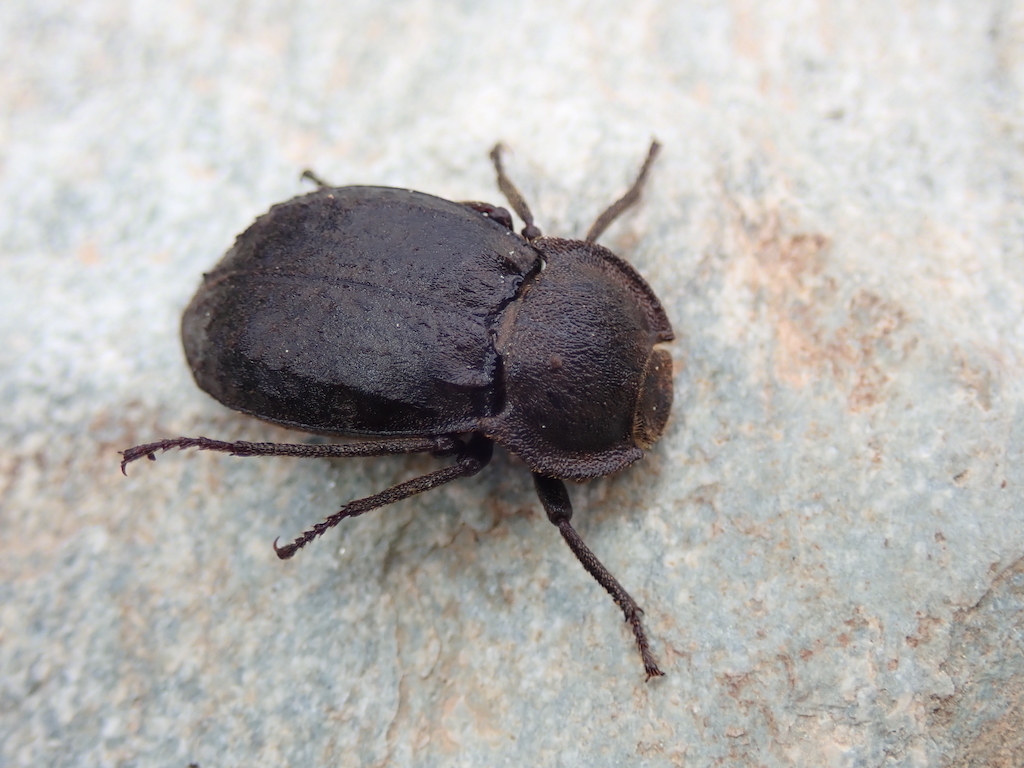 Asida corsica