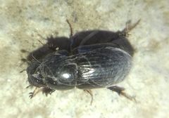Aphodius