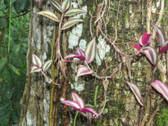 Tradescantia zebrina zebrina