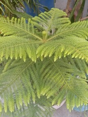 Araucaria heterophylla