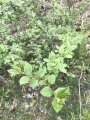 Magnoliopsida