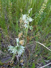 Ornithogalum boucheanum