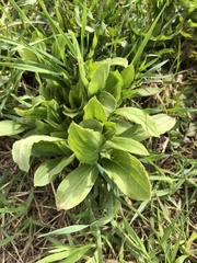 Silene latifolia alba