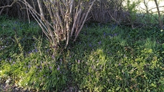 Hyacinthoides non-scripta