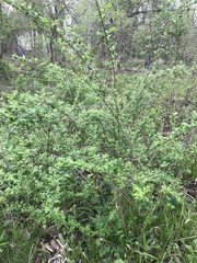 Magnoliopsida