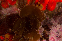 Exallosorus harveyanus