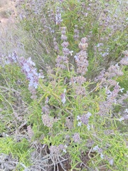 Salvia brandegeei