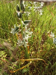 Ornithogalum boucheanum